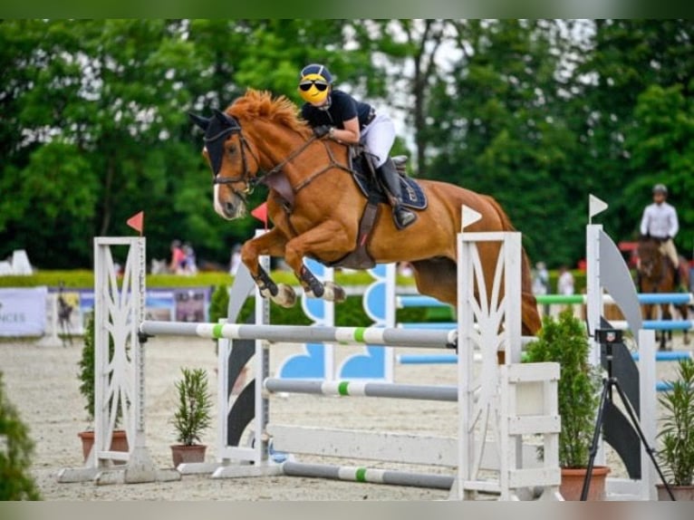 Oldenburger Springpferd Mix Wallach 12 Jahre 180 cm Fuchs in Aichwald