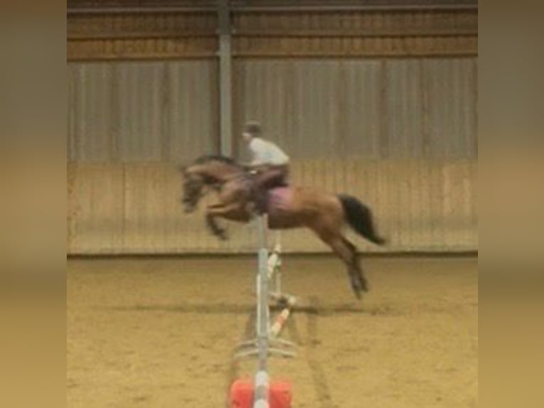 Oldenburger Springpferd Wallach 13 Jahre 161 cm Brauner in Hohenbrunn