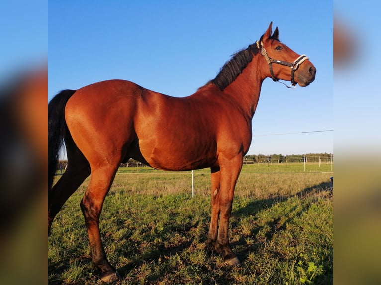 Oldenburger Springpferd Wallach 13 Jahre 161 cm Brauner in Hohenbrunn