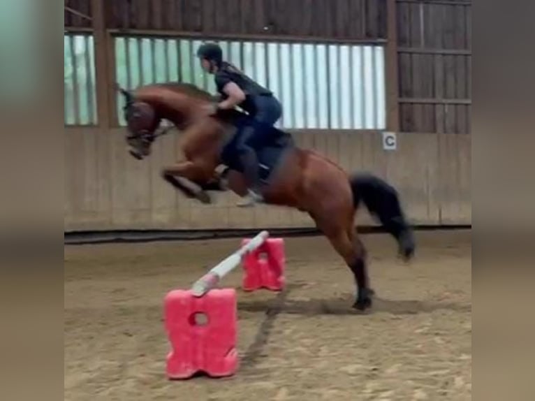 Oldenburger Springpferd Wallach 13 Jahre 161 cm Brauner in Hohenbrunn