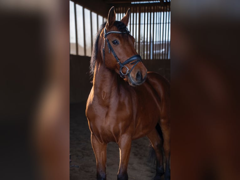 Oldenburger Springpferd Wallach 13 Jahre 161 cm Brauner in Hohenbrunn