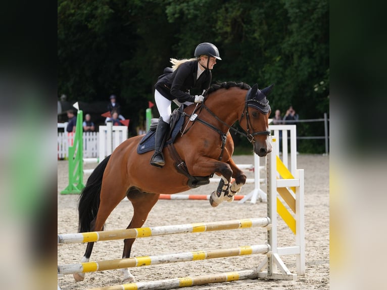 Oldenburger Springpferd Wallach 13 Jahre 163 cm Brauner in Diepenau