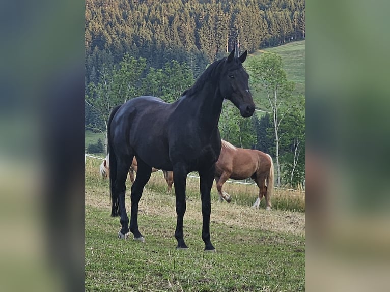 Oldenburger Springpferd Wallach 13 Jahre 165 cm Schwarzbrauner in Missen-Wilhams