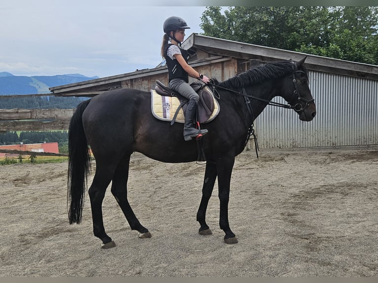 Oldenburger Springpferd Wallach 13 Jahre 165 cm Schwarzbrauner in Missen-Wilhams
