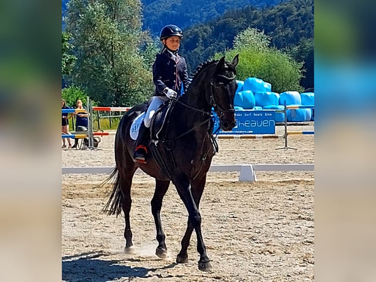 Oldenburger Springpferd Wallach 13 Jahre 165 cm Schwarzbrauner in Missen-Wilhams