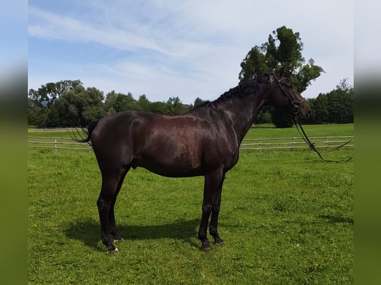 Oldenburger Springpferd Wallach 13 Jahre 165 cm Schwarzbrauner in Missen-Wilhams