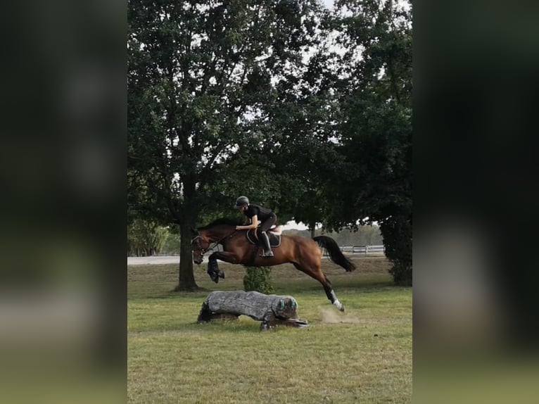 Oldenburger Springpferd Wallach 13 Jahre 168 cm Brauner in Castrop-Rauxel