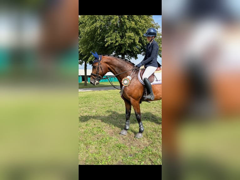 Oldenburger Springpferd Wallach 13 Jahre 168 cm Brauner in Castrop-Rauxel