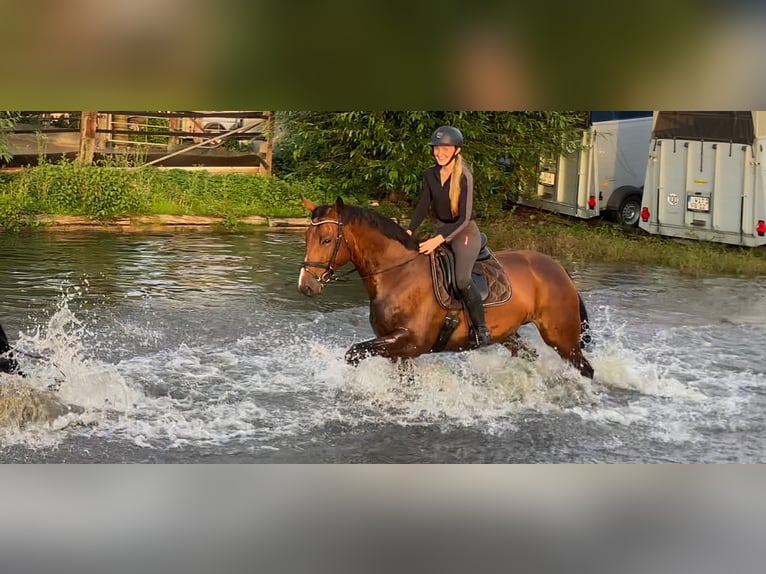 Oldenburger Springpferd Wallach 13 Jahre 168 cm Brauner in Castrop-Rauxel