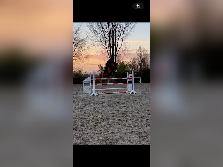 Oldenburger Springpferd Wallach 13 Jahre 168 cm Brauner in Castrop-Rauxel