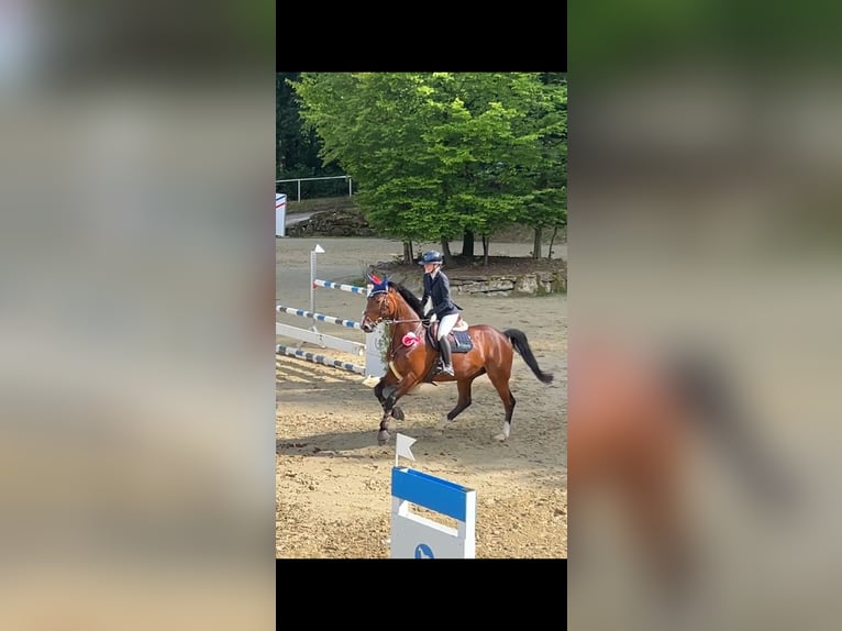 Oldenburger Springpferd Wallach 13 Jahre 168 cm Brauner in Castrop-Rauxel