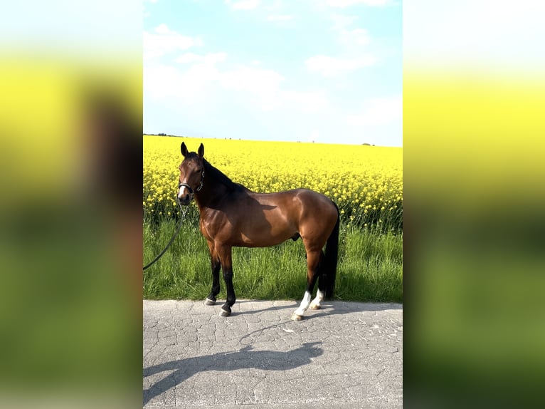 Oldenburger Springpferd Wallach 13 Jahre 168 cm Brauner in Castrop-Rauxel