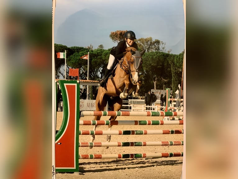 Oldenburger Springpferd Wallach 13 Jahre 168 cm Fuchs in Roma