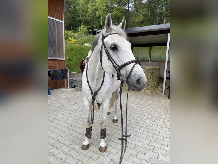 Oldenburger Springpferd Wallach 13 Jahre 168 cm Schimmel in Niddatal
