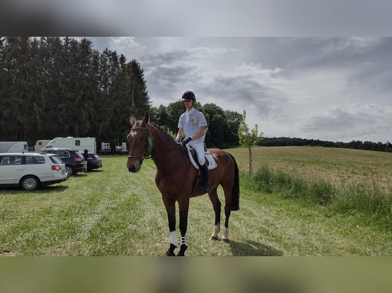 Oldenburger Springpferd Wallach 13 Jahre 170 cm Brauner in Riedlingen Oldenburger Springpferd Wallach 13 Jahre 170 cm Brauner in Riedlingen