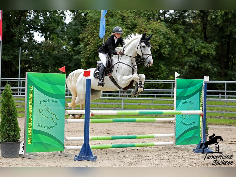 Oldenburger Springpferd Wallach 13 Jahre 170 cm Schimmel in Radeburg