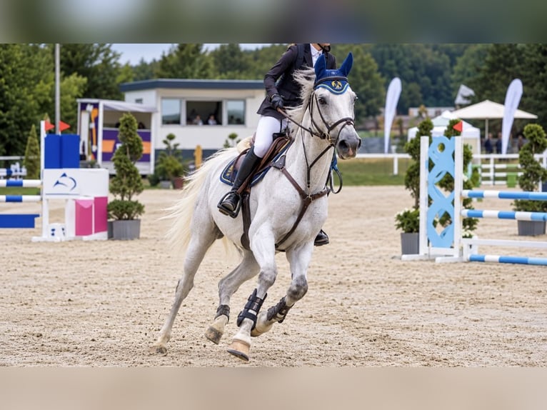 Oldenburger Springpferd Wallach 13 Jahre 170 cm Schimmel in Nettetal