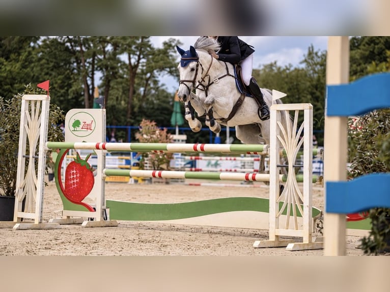 Oldenburger Springpferd Wallach 13 Jahre 170 cm Schimmel in Nettetal