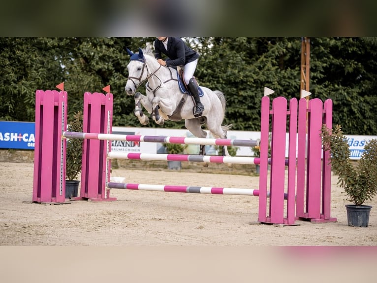 Oldenburger Springpferd Wallach 13 Jahre 170 cm Schimmel in Nettetal