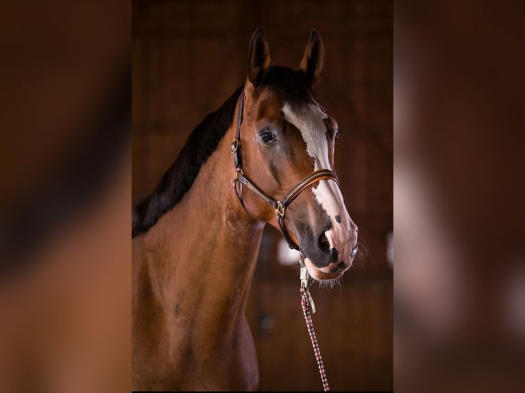 Oldenburger Springpferd Wallach 13 Jahre 172 cm Brauner in Schwarzenbek