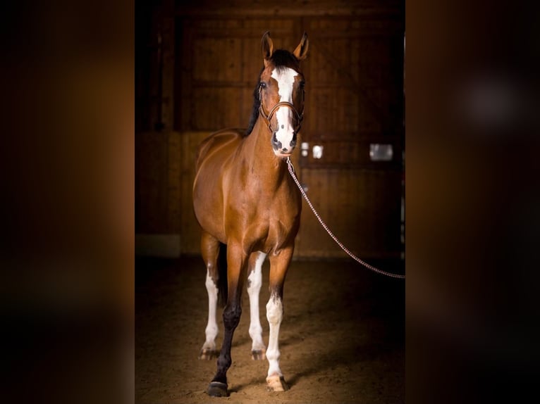 Oldenburger Springpferd Wallach 13 Jahre 172 cm Brauner in Schwarzenbek