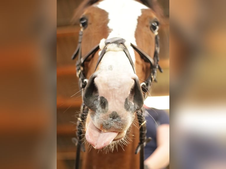 Oldenburger Springpferd Wallach 13 Jahre 172 cm Brauner in Schwarzenbek