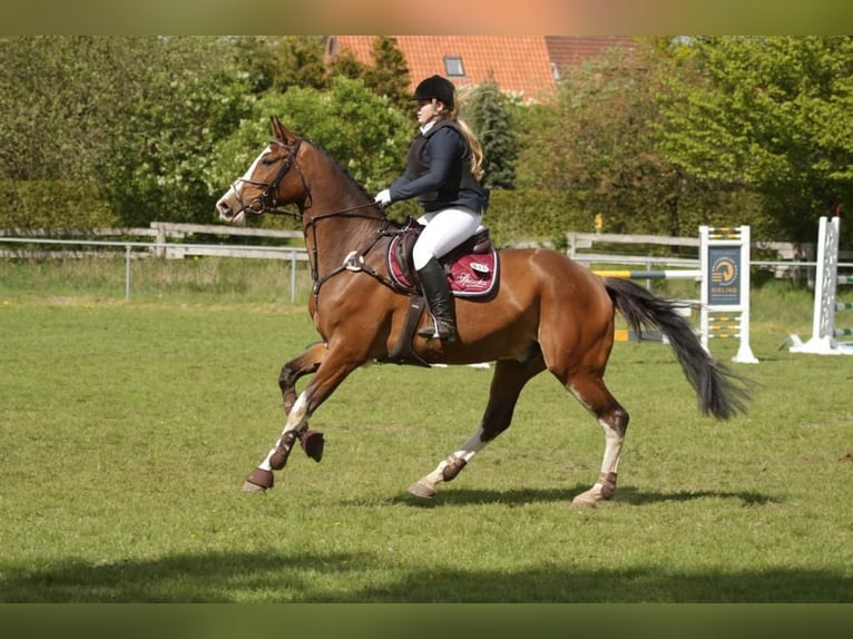 Oldenburger Springpferd Wallach 13 Jahre 172 cm Brauner in Schwarzenbek