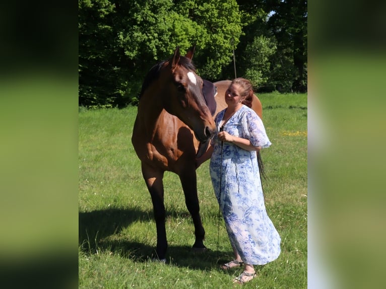 Oldenburger Springpferd Wallach 13 Jahre 172 cm Brauner in Edewecht