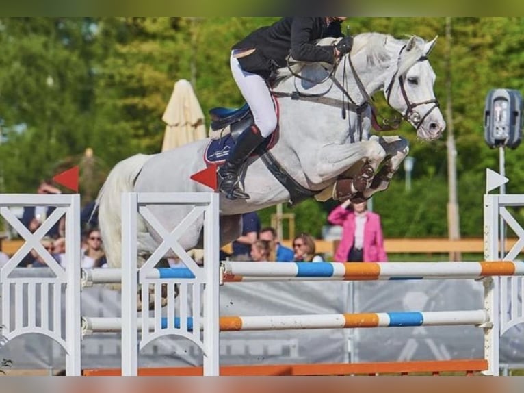 Oldenburger Springpferd Wallach 13 Jahre 172 cm Schimmel in Overath