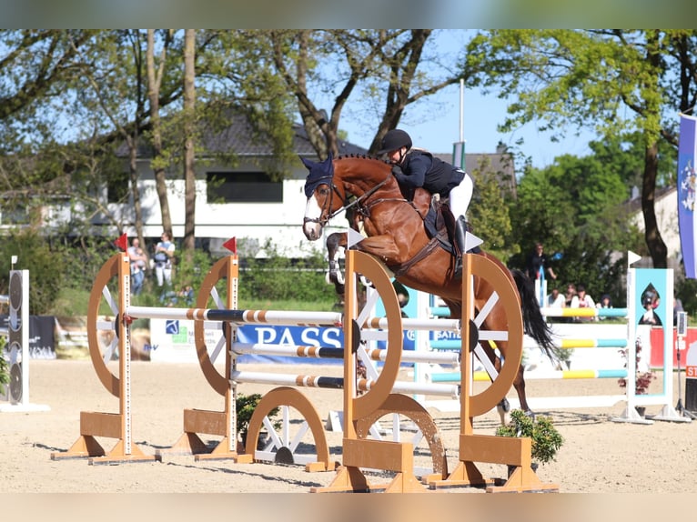 Oldenburger Springpferd Wallach 13 Jahre 173 cm Brauner in Celle
