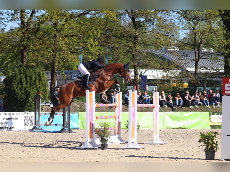 Oldenburger Springpferd Wallach 13 Jahre 173 cm Brauner in Celle