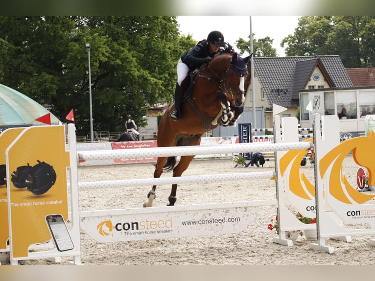Oldenburger Springpferd Wallach 13 Jahre 173 cm Brauner in Celle