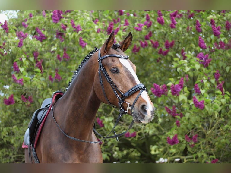 Oldenburger Springpferd Wallach 13 Jahre 175 cm Brauner in Feldberger Seenlandschaft