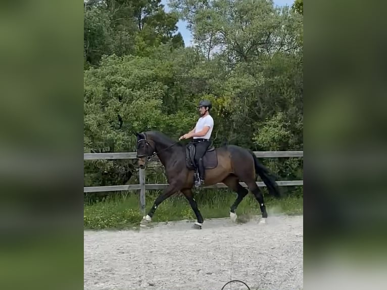 Oldenburger Springpferd Wallach 13 Jahre 175 cm Dunkelbrauner in Var