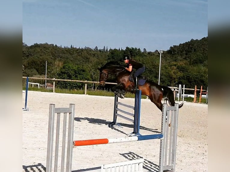 Oldenburger Springpferd Wallach 13 Jahre 175 cm Dunkelbrauner in Var