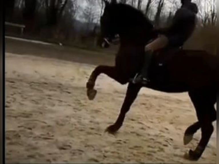 Oldenburger Springpferd Wallach 13 Jahre 175 cm Rappe in Pau