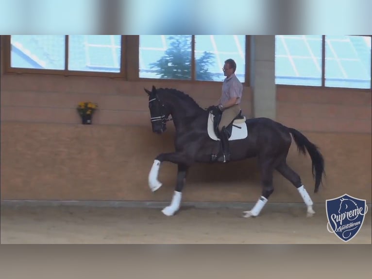Oldenburger Springpferd Wallach 13 Jahre 175 cm Rappe in Pau