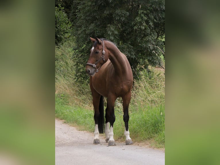 Oldenburger Springpferd Wallach 13 Jahre 178 cm  in Coppenbrügge