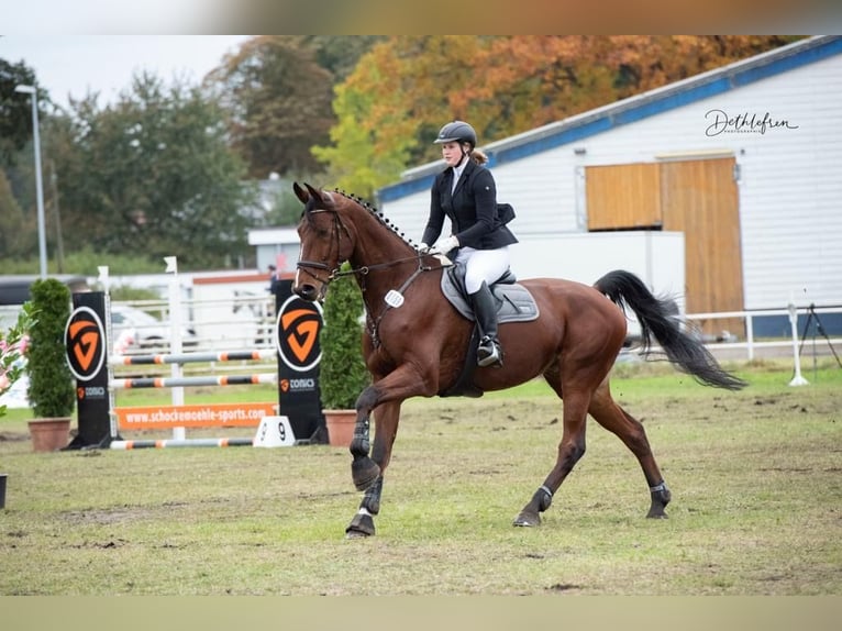 Oldenburger Springpferd Wallach 13 Jahre 180 cm Brauner in Jever