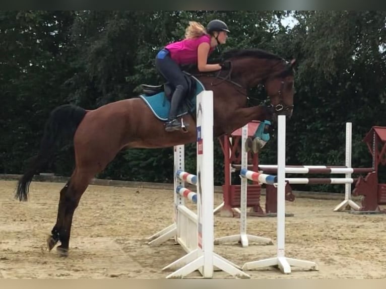 Oldenburger Springpferd Wallach 13 Jahre 180 cm Brauner in Jever