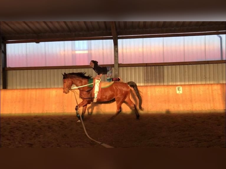 Oldenburger Springpferd Wallach 13 Jahre 180 cm Brauner in Jever