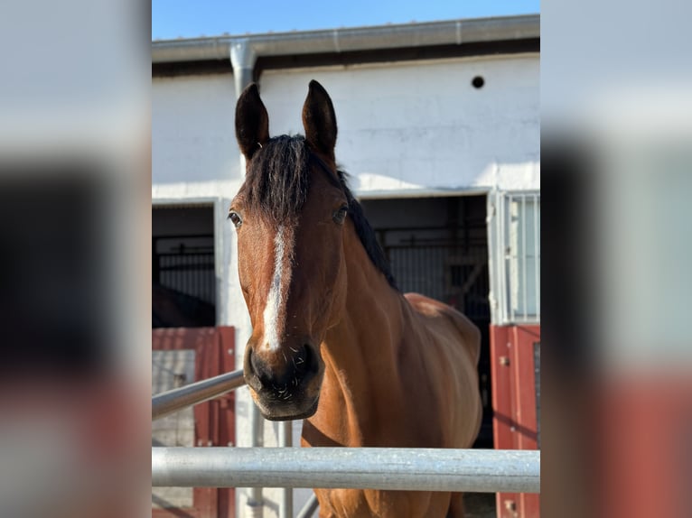 Oldenburger Springpferd Wallach 13 Jahre 180 cm Brauner in Jever
