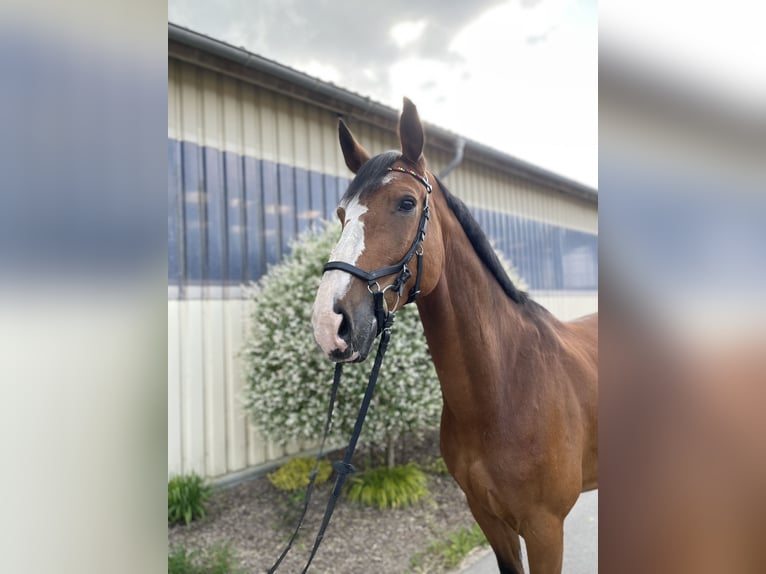 Oldenburger Springpferd Wallach 13 Jahre 180 cm Brauner in Berlin