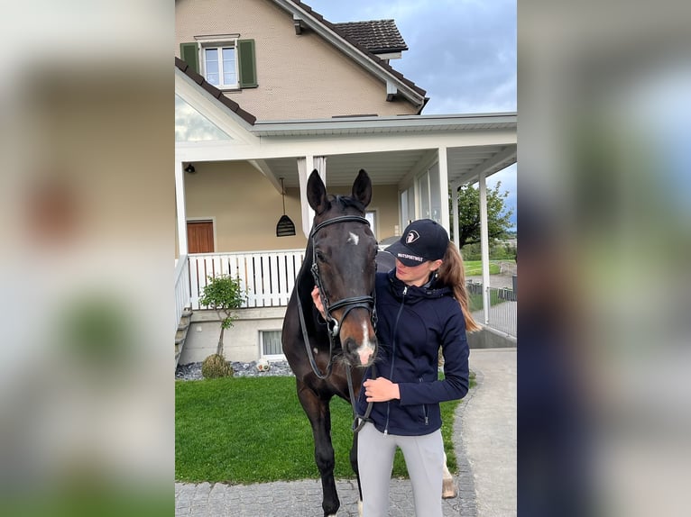 Oldenburger Springpferd Wallach 13 Jahre 180 cm Dunkelbrauner in Gossau SG 2