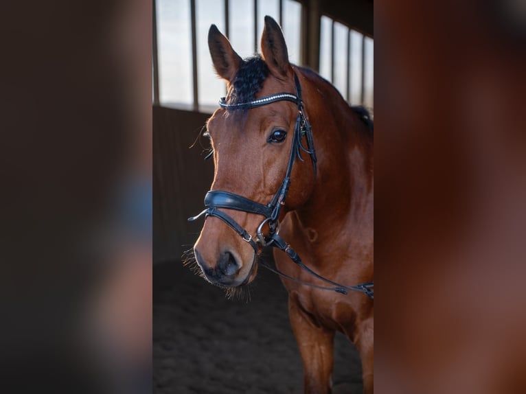 Oldenburger Springpferd Wallach 14 Jahre 163 cm Brauner in Hohenbrunn