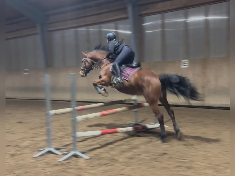 Oldenburger Springpferd Wallach 14 Jahre 163 cm Brauner in Hohenbrunn