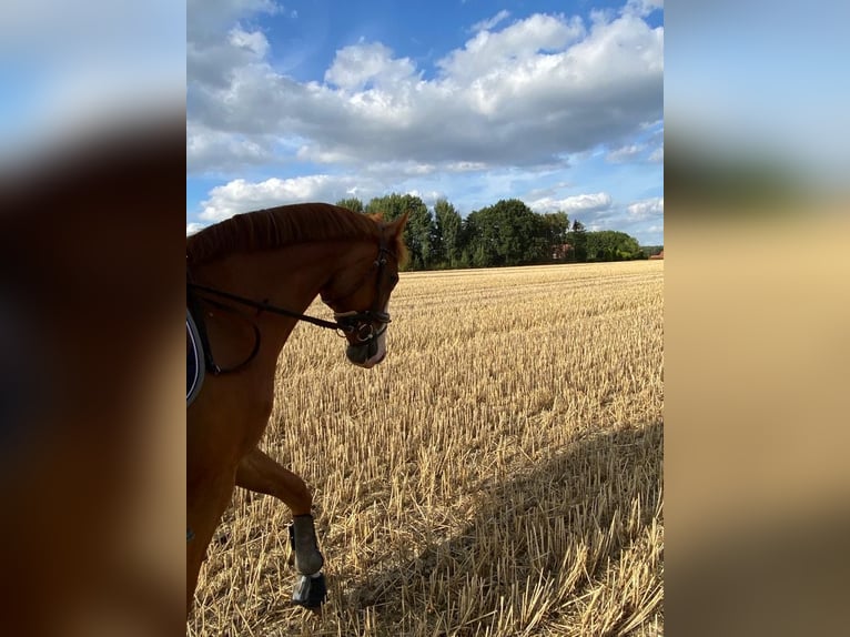 Oldenburger Springpferd Wallach 14 Jahre 164 cm Fuchs in Merzen