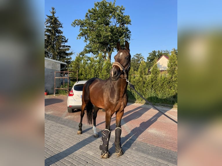 Oldenburger Springpferd Wallach 14 Jahre 167 cm Schwarzbrauner in Rydzyna