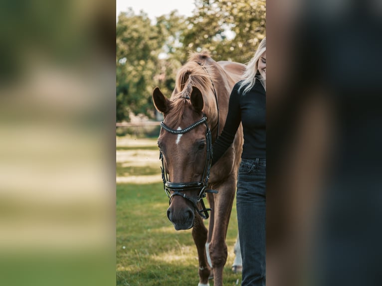 Oldenburger Springpferd Wallach 14 Jahre 168 cm Fuchs in Müden (Aller)