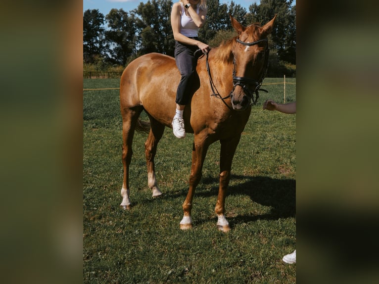 Oldenburger Springpferd Wallach 14 Jahre 168 cm Fuchs in Müden (Aller)